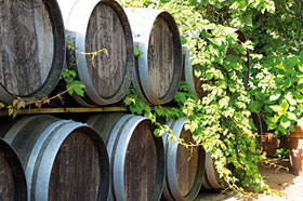 Wein auf der Filicaja