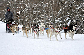 Hundeschlittenfahrt in Chamrousse