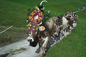 Sommerurlaub Zillertal: Almabtrieb